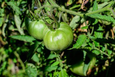 Güneşli bir yaz gününde, şehir bahçesinde, yeşil yapraklı ve meyveli taze organik domates, güzel bir açık hava tek renkli arka planda seçici bir odak ile fotoğraflandı.