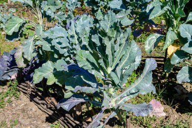 Güneşli bir sonbahar gününde organik bir bahçede, geniş organik yeşil brokoli yaprakları grubu, açık havada tek renkli arka planda, yumuşak odak ile çekilmiş güzel bir fotoğraf.