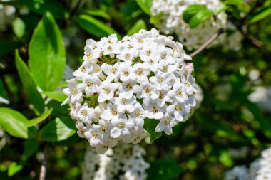 Üzerinde Viburnum carlesii bitkisinin narin beyaz çiçekleri olan çalılar. Yaygın olarak ok ağacı ya da Kore baharatlı viburnum olarak bilinir. Güneşli bir bahar gününde bir bahçede.
