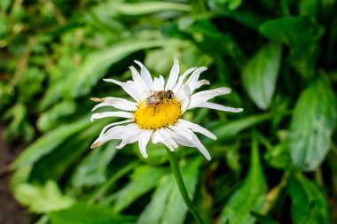 Öküz olarak bilinen büyük beyaz leucanthemum vulgare çiçeğini kapatın. Güneşli bir yaz bahçesinde papatya, öküz gözü papatyası veya köpek papatyası, taze doğa ve çiçek arkaplanı.