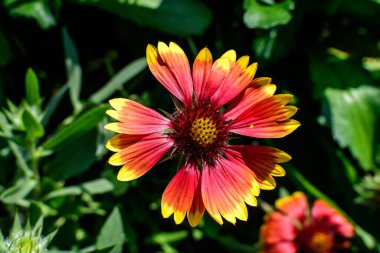 Bir canlı sarı ve kırmızı Gaillardia çiçeği, bilinen adıyla battaniye çiçeği, ve bulanık yeşil yapraklar yumuşak odak, güneşli bir yaz gününde bir bahçede, güzel bir açık hava çiçekli arka planda
