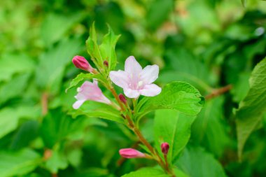 Weigela Florida 'nın açık pembe çiçekleri, çiçeklerle dolu güneşli bir bahar gününde bir bahçede, açık hava çiçekleriyle çekilen güzel arka planda yumuşak bir odak ile.