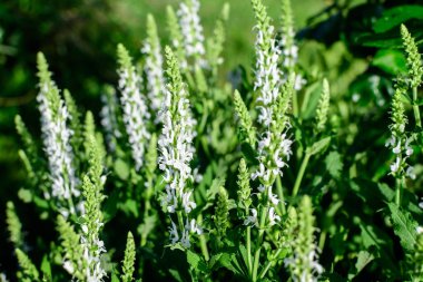 Salvia Beyaz Yağmuru (Whorled Sage) çiçekleri ile büyük yeşil bir çalılık Perenial bitki ve güneşli bir yaz gününde bir bahçede canlı yeşil yapraklar