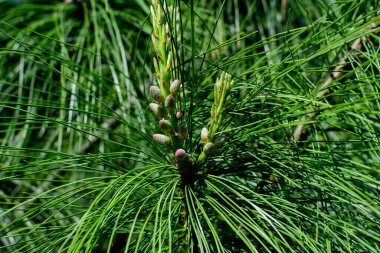 Güneşli bir bahar bahçesinde, çam kozalaklarının narin, küçük yeşil yapraklarına yakın, güzel, tek renkli arka plan seçici bir odak ile fotoğraflanmış.
