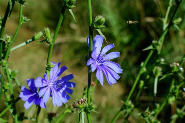 Güneşli bir yaz gününde, çayırdaki vahşi, sıradan hindiba bitkisinin canlı mavi çiçeği.