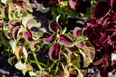 Lamiaceae ailesinin birçok yeşil ve koyu kırmızı yaprakları, güneşli bir bahar bahçesinde, güzel bir açık hava çiçekli arka planda.