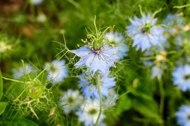 Nigella sativa bitkisinin küçük narin çiçeği, ayrıca siyah oyma olarak da bilinir, kimyon ya da kalanji, güneşli bir yaz gününde, güzel bir açık hava çiçekli arka planda yumuşak odak ile fotoğraflanmıştır.