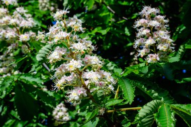 Küçük yeşil yapraklar, beyaz çiçekler ve tomurcuklar bir kestane ağacının dalları, güneşli bir bahar gününde bir bahçede, güzel bir açık hava tek renkli arka plan seçici bir odak ile fotoğraflanmış.