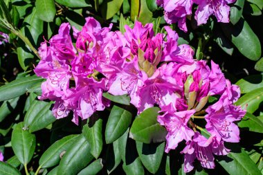 Açelya ve Rhododendron bitkilerinin birçok canlı pembe çalı güneşli bir baharda İskoç bahçesinde, güzel açık hava çiçekleri seçici bir odak ile fotoğraflanmış.