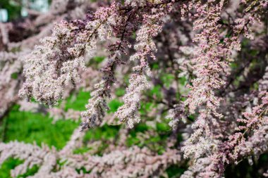 Pek çok canlı pembe çiçek ve Tamariks tomurcukları, tamarisk veya tuzlu sedir ağacı güneşli bir bahar bahçesinde, güzel arka plan seçici bir odak ile fotoğraflanmış.