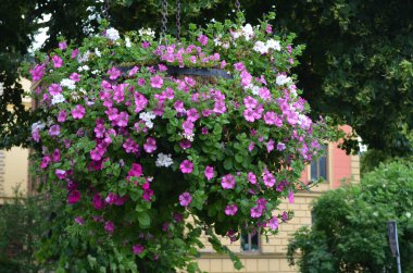 Petunia axillaris geniş bir grup açık beyaz ve pembe çiçekler bir tencerede, güneşli bir bahar gününde bulanık bir arka plan