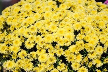 Güneşli bir sonbahar gününde, bahçedeki bir çok canlı sarı kasımpatı x morifolium çiçekleri, güzel renkli arka plan, yumuşak odak ile çekilmiş.