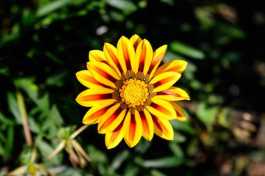 Canlı sarı ve turuncu bir gazania çiçeğinin üst görüntüsü ve yumuşak odak noktasında bulanık yeşil yapraklar güneşli bir yaz gününde bir bahçede, güzel bir açık hava çiçekli arka planda.