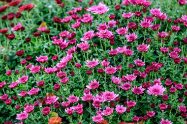 Many vivid pink Chrysanthemum x morifolium flowers in a garden in a sunny autumn day, beautiful colorful outdoor background photographed with soft focus clipart