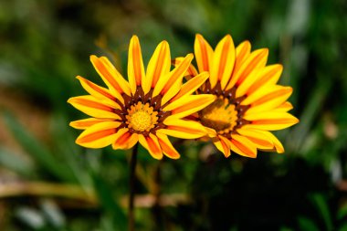 İki canlı sarı ve turuncu Gazania çiçeğinin üst görüntüsü ve yumuşak odak noktasında bulanık yeşil yapraklar güneşli bir yaz gününde bir bahçede, güzel bir açık hava çiçekli arka planda.