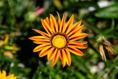 Canlı sarı ve turuncu bir gazania çiçeğinin üst görüntüsü ve yumuşak odak noktasında bulanık yeşil yapraklar güneşli bir yaz gününde bir bahçede, güzel bir açık hava çiçekli arka planda.