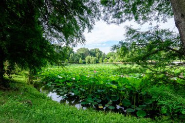 Birçok canlı pembe ve beyaz nilüfer çiçekleri (Nymphaeaceae) yaz bahçesinde bir su yüzeyinde tam çiçek ve yeşil yapraklar, güzel açık hava çiçekli arka plan yumuşak odaklı fotoğraflanmıştır.