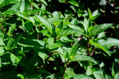 Taze yeşil nane ya da mentha, aynı zamanda Mentha balsamea yaprakları olarak da bilinir. Güneşli bir yaz gününde, organik otlar bahçesinde.