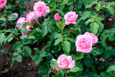 Çok sayıda canlı pembe mor gül ve güneşli bir yaz gününde bir bahçede yeşil yapraklar, güzel bir açık hava çiçekli arka plan yumuşak bir odak ile fotoğraflandı.