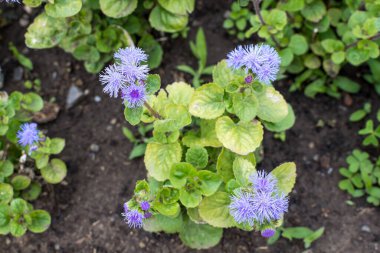 Ageratum Houstonianum bitkisinin geniş mavi çiçekleri genellikle kayıp çiçeği olarak bilinir. Bluemink, blueweed veya Meksika boya fırçası güneşli bir yaz bahçesinde, desenli çiçek arkaplanı.