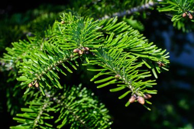 Güneşli bir yaz bahçesindeki köknar kozalaklı ağaç yapraklarının ya da iğnelerinin bir çoğunu kapat. Güzel tek renkli arka plan.