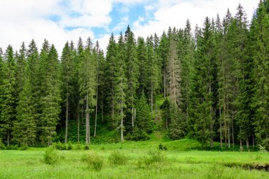 Birçok büyük yeşil ağaç ve köknar ağaçları ile manzara dağlarda bir orman, güneşli bir yaz günü, güzel bir açık hava tek renkli arka plan