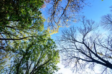 Romanya 'nın Bükreş kentindeki Herastrau Parkı' nda, güneşli bir sonbahar gününde, göl kenarındaki büyük, yeşil, sarı ve portakal ağaçlarının yer aldığı manzara