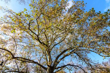 Platanus ağacının parlak turuncu, sarı, yeşil ve kahverengi yapraklı geniş dalları güneşli bir sonbahar gününde açık mavi gökyüzüne doğru uzanır.