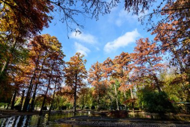 Romanya 'nın Bükreş kenti Parcul Carol' da (Carol Park) güneşli bir sonbahar gününde göl kenarında büyük yeşil, sarı, turuncu ve kırmızı selvi ağaçları bulunan manzara