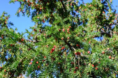 Birçok küçük yeşil yapraklar ve Thuja kozalaklı ağaçlarının kırmızı zehirli meyveleri, güneşli bir yaz gününde yaygın olarak bilinen asarborvitler, eşkıyalar veya sedir ağaçları