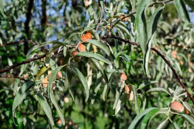 Gümüş yapraklar ve Elaeagnus angustifolia bitkisinin küçük olgun meyveleri ya da meyveleri, genellikle güneşli bir sonbahar gününde dallarda yabani Rus ya da İran zeytinleri, gümüş dutları, paskalya ağacı olarak adlandırılır.