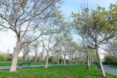 Romanya 'nın Bükreş kentindeki Tineretului Parkı' nda güneşli bir sonbahar gününde yeşil ve sarı bitkilerle, plantan ağaçlarıyla ve otlarla ana caddenin manzarası