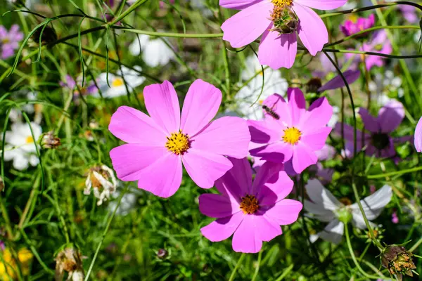 One delicate vivid pink flower of Cosmos plant in a cottage style garden in a sunny summer day, beautiful outdoor floral background photographed with soft focus