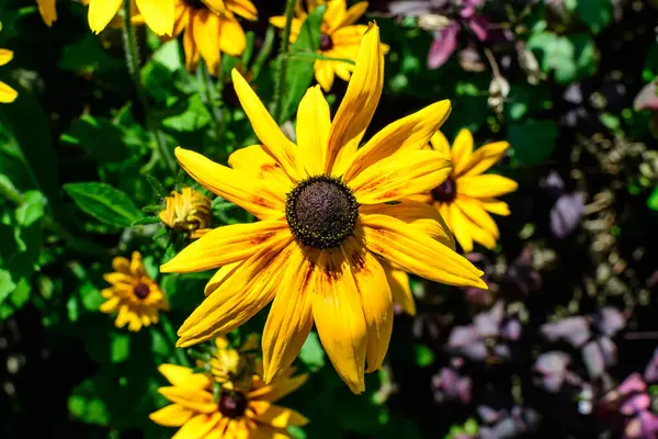 Rudbeckia 'nın parlak sarı çiçekleri, genel olarak koni çiçekleri ya da siyah gözlü susanlar olarak bilinir, güneşli bir yaz bahçesinde, güzel bir açık hava çiçekli arka planda yumuşak odak ile fotoğraflanmıştır.