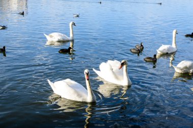 Plumbuita Gölü 'nde (Lacul Plumbuita) çok sayıda beyaz kuğunun bulunduğu manzara ve Romanya' nın Bükreş kentinde güneşli bir sonbahar gününde beyaz bulutlar ve mavi gökyüzü