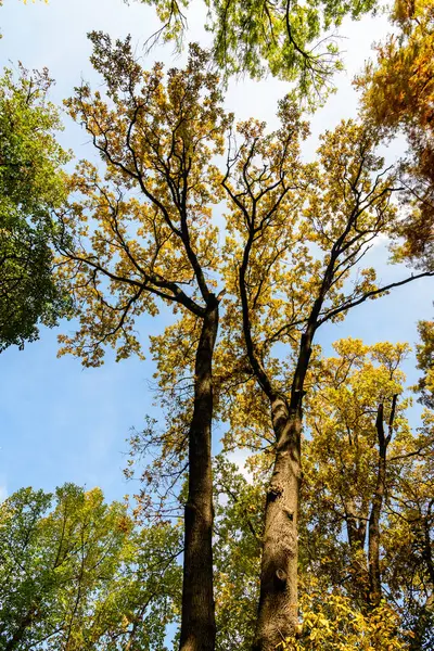 Güneşli bir sonbahar gününde açık mavi gökyüzüne doğru geniş meşe dalları üzerinde canlı turuncu, sarı ve kahverengi yapraklar, yumuşak odaklı güzel bir arka plan fotoğrafı.