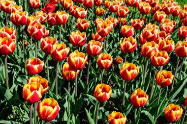 Güneşli bir bahar bahçesinde çiçek açan pek çok canlı kırmızı ve sarı laleler, yumuşak odak ile çekilen güzel açık hava çiçekleri.