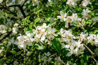 Narin beyaz elma ağacı çiçeklerinin açtığı bir dalın kapağı güneşli bir bahar gününde bahçenin arka planında bulanık bir arkaplan, güzel Japon kiraz çiçekleri çiçek arka planı, sakura