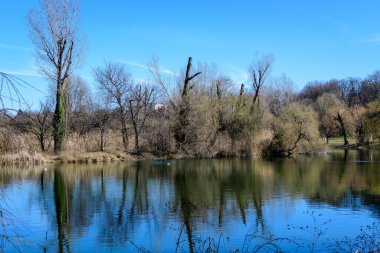 Romanya 'nın Bükreş kentindeki Tineretului Parkı' nda (Parcul Tineretului), güneşli bir kış gününde, göl kenarındaki büyük yaşlı ağaçların manzarası