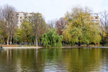 Bucharest, Romania, 6 November 2021: Vivid green landscape with old large linden trees and green leaves near the lake in Cismigiu Garden (Gradina Cismigiu), in the city center, in a sunny autumn day