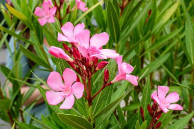Güneşli bir yaz gününde, egzotik bir bahçede yeşil yapraklar ve Nerium zakkum çiçeklerinin narin pembe çiçeklerini kapatıyoruz.
