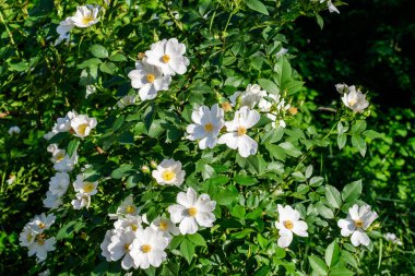 Rosa Canina 'nın narin beyaz çiçekleri genellikle köpek gülü olarak bilinir. Bahar bahçesinde çiçek açar. Doğrudan güneş ışığı altında.