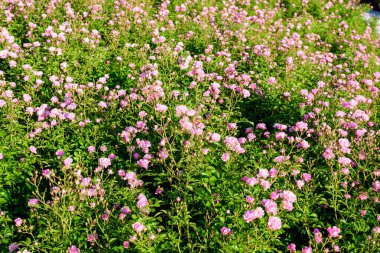 Birçok büyük ve zarif pembe gül kapalı bir yaz bahçesinde tam çiçek, doğrudan güneş ışığı, arka planda bulanık yeşil yapraklar