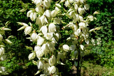 Yucca bitkisinin pek çok narin beyaz çiçeği, Adams iğnesi ve ipliği olarak bilinir, güneşli bir yaz gününde bir bahçede, güzel bir açık hava çiçekli arka planda.