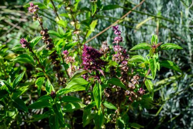 Close up of many small fresh green basil leaves and flowers in a sunny autumn organic garden, healthy vegan herbs photographed with soft focus