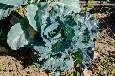 Organik bir bahçede organik yeşil lahana yapraklarından oluşan geniş bir grup güneşli bir sonbahar gününde, açık havada tek renkli arka planda yumuşak odak ile çekilmiş güzel bir fotoğraf.