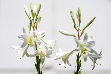 Lilium ya da Lily 'nin birçok büyük beyaz çiçeği, güneşli bir yaz gününde İngiliz kır evlerinin bahçesinde, açık hava çiçeklerinin arka planında, yumuşak odak ile çekilmiş.