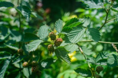 Küçük yeşil meyveler büyük böğürtlen çalıları üzerinde doğrudan güneş ışığı altında güneşli bir yaz gününde bir bahçede, güzel açık hava çiçekli arka planda yumuşak odak ile fotoğraflanmış.