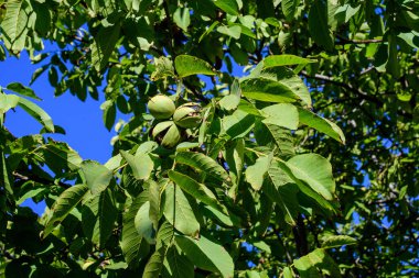 Narin, küçük, canlı, olgun ceviz ve ağaçta büyük yapraklar güneşli bir yaz gününde güneşli bir bahçede, açık hava çiçekli arka planda yumuşak bir odak ile çekilmiş.
