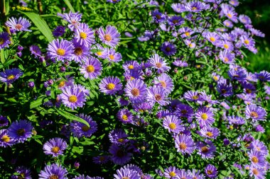 Avrupa Michaelmas papatyası olarak bilinen Aster amellus bitkisinin pek çok küçük canlı mavi çiçeği güneşli bir sonbahar gününde bir bahçede, açık hava çiçekli arka planda yumuşak bir odak ile fotoğraflanmıştır.